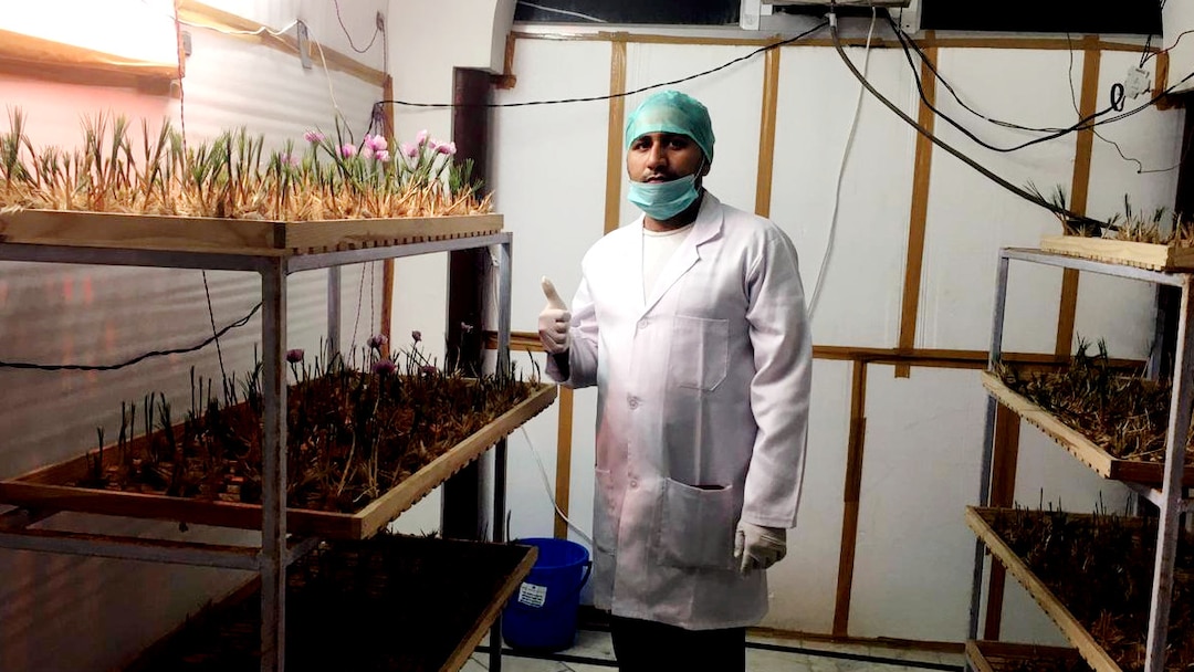 Saffron Cultivation: This is how saffron is grown with new technology, know how it is being done wit