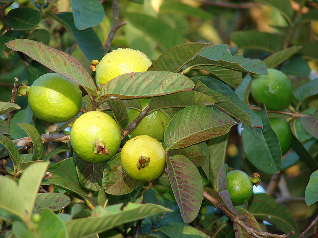 Medicine: You will be shocked to know the benefits of guava leaves, Ayurvedic treatment is available