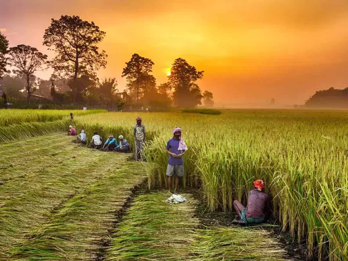 Profit from growing crop out of season, planted sorghum on one and a half acre land, got 40 quintal 