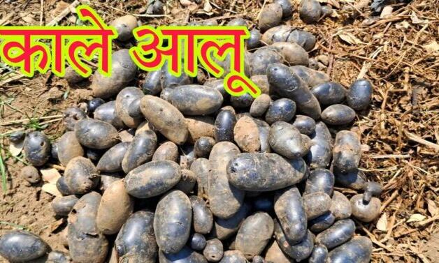 50 thousand expenses in 1 acre, profit up to 50 lakhs, black potatoes of South America will be culti